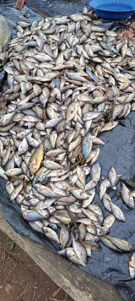 Indugu ku mwaro wa Kawangire- Muhazi Lake
Guhangana n'imirire mibi, indugu ni igisubizo