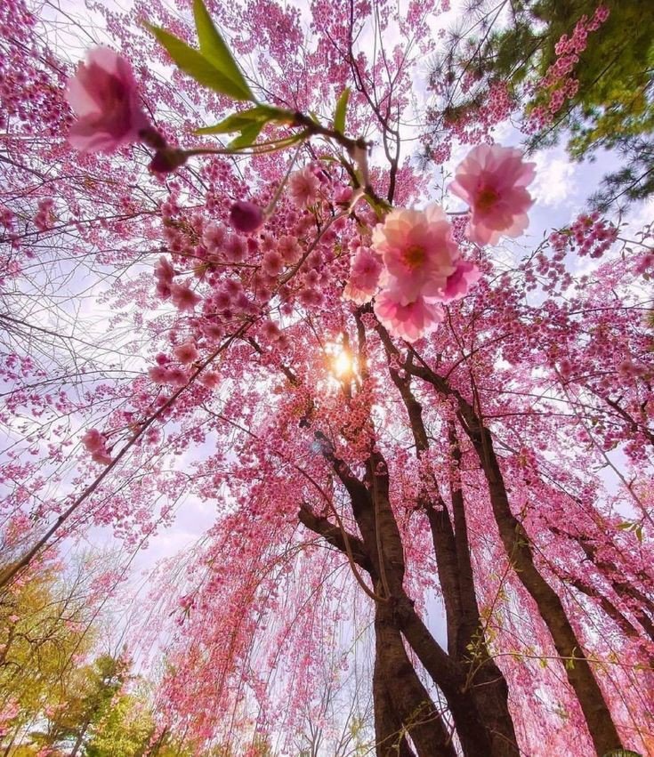 🌸
Good morning dear friends 

#nature #photography