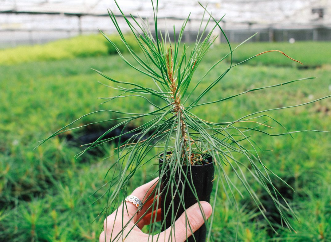 WoodUnderwear's tweet photo. Every Wood purchase plants one tree thanks to the reforestation efforts of @onetreeplanted. Get Wood to give wood!

#reforestation #savethetrees #getwood #woodisgood #woodunderwear https://t.co/txzSyKEjsX