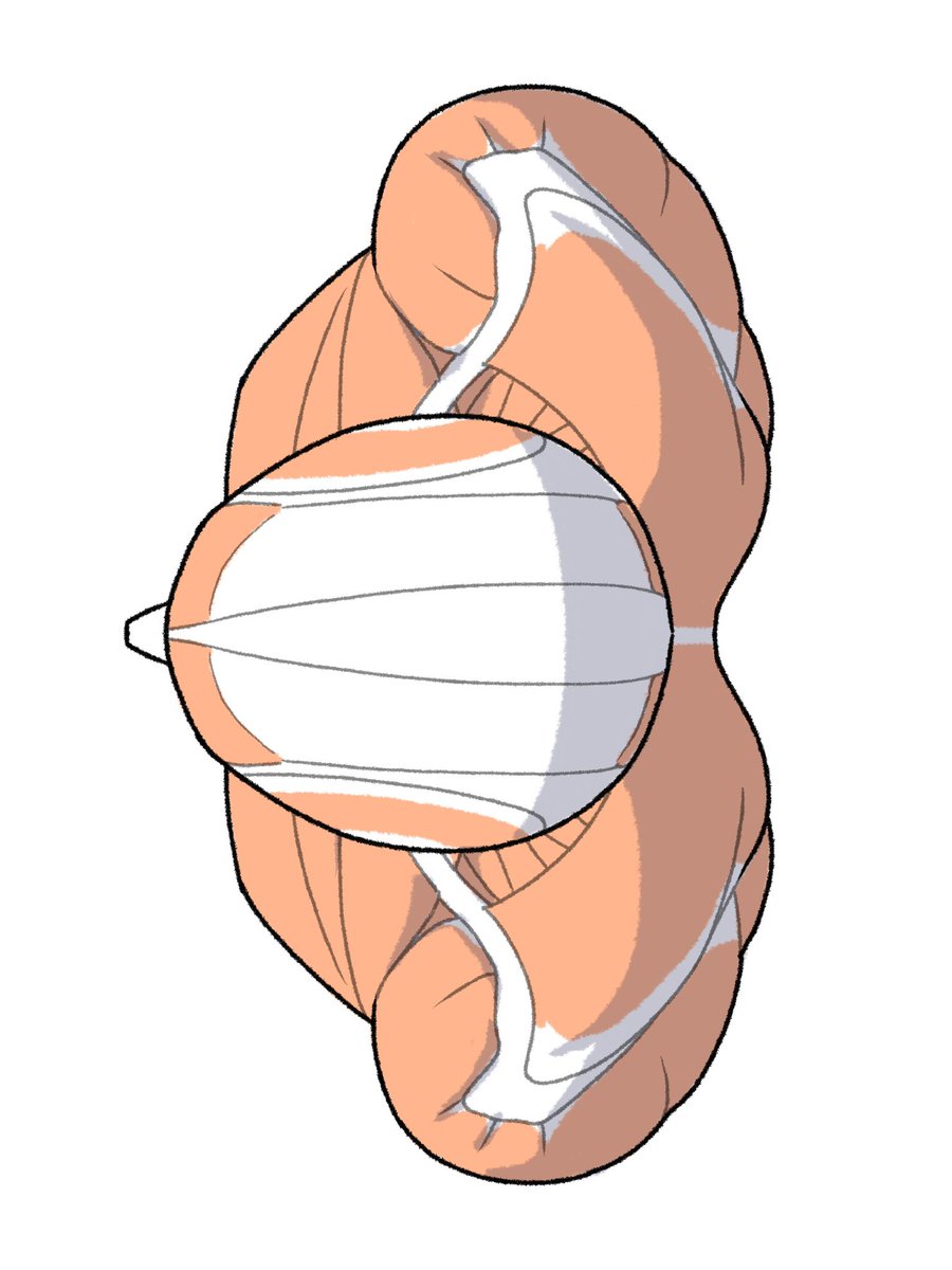 「上から見た鎖骨と肩甲骨 」|伊豆の美術解剖学者のイラスト