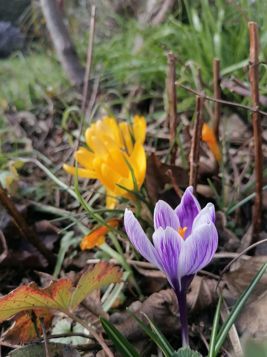 TomderZar's tweet photo. Es ist Frühling und Ihr könnt nichts dagegen sagen 😎
#garten #dailyfleets #garden #kleingarten #gartenlogbuch #wienliebe #wienmalanders #vienna #schrebergarten #flowers #blumen #gardening #spring #frühling https://t.co/PoeMunwLGR