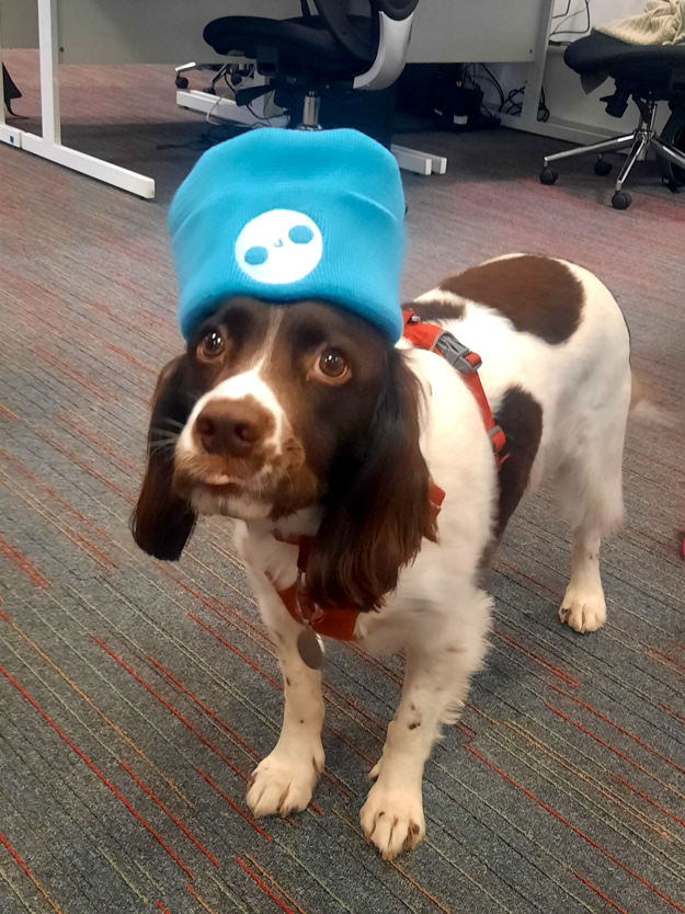 We got some hats! Check out Dug's new look! 🥳

#GameDev #IndieDev #Dog
