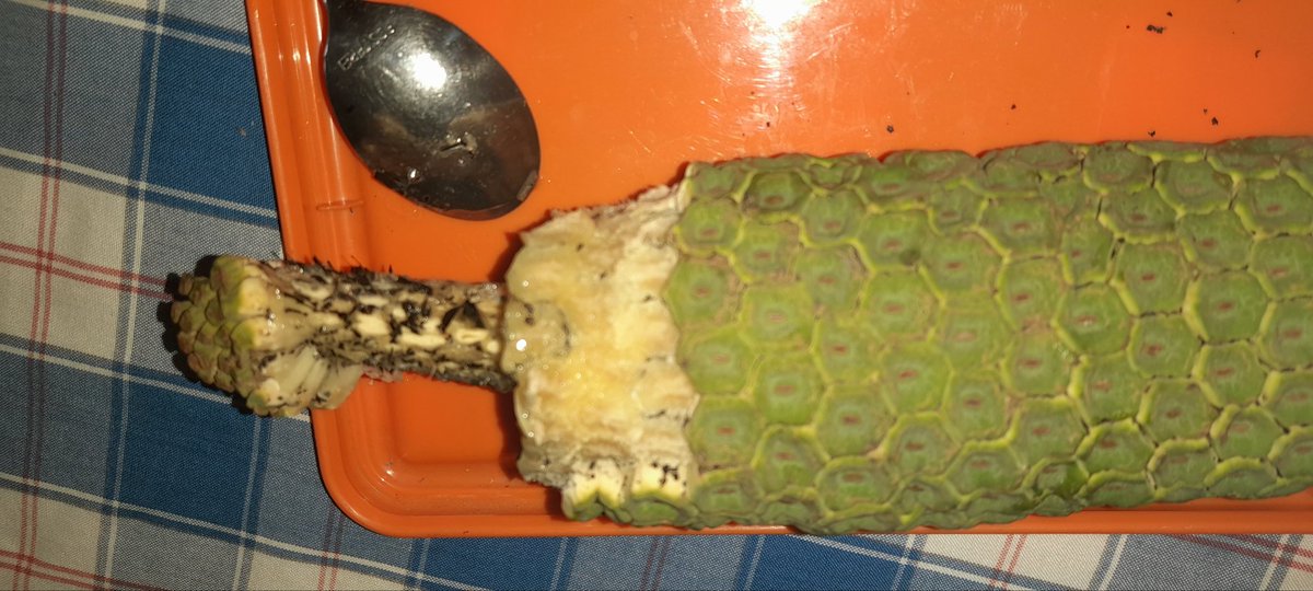 Sandra Torres xanacctorres (@xanacctorres) on Twitter photo 