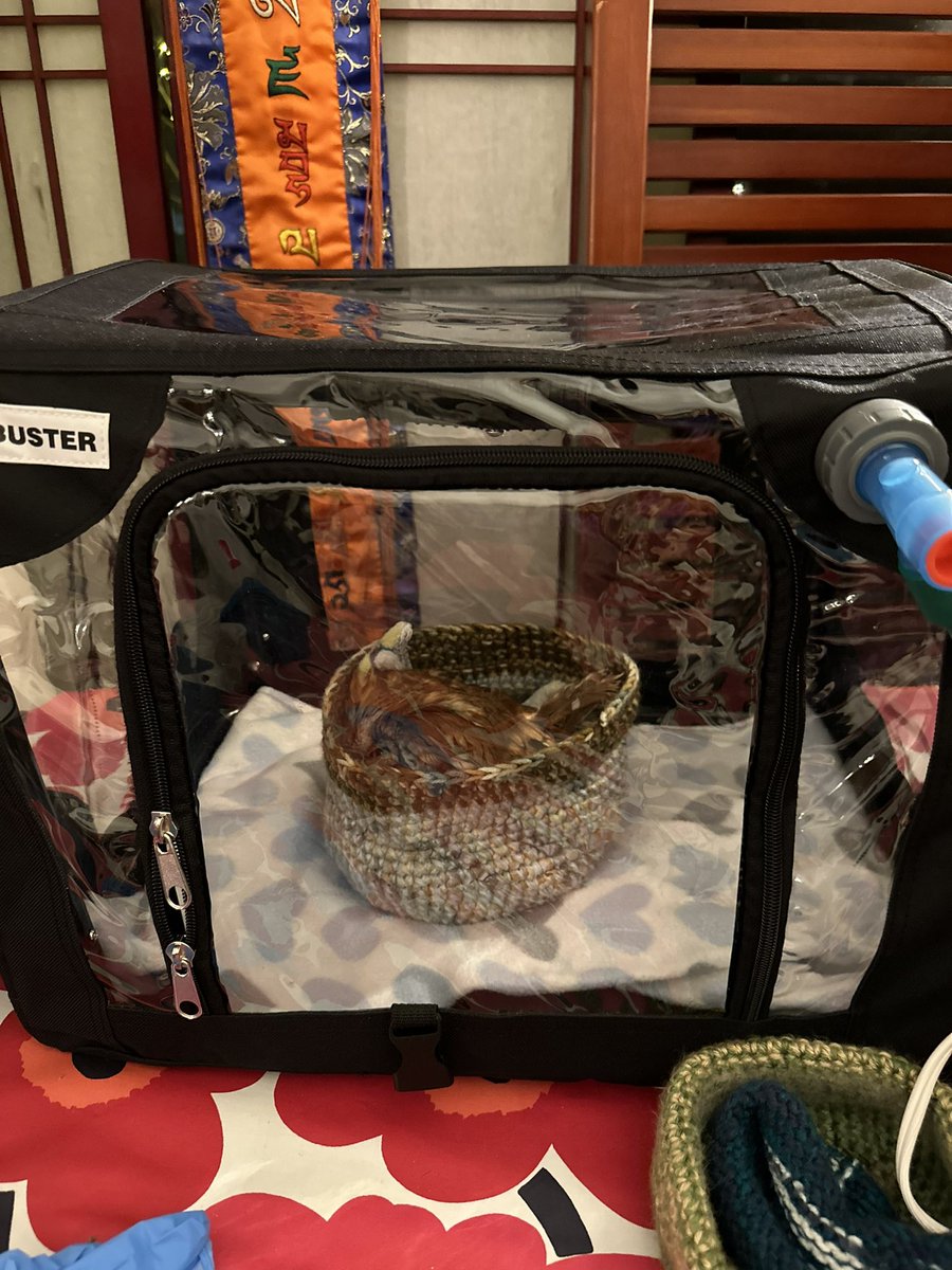 ❤️‍🩹🦉🩺
This beautiful Eastern Screech Owl was brought in from #sandwichma tonight. #goldenboughwildlife is triaging this red screech in our critical care O2 unit, providing fluids & pain mgmt. Hopefully not rodenticide
#easternscreechowl,
#wildliferehabber,
#boston,
#capecod