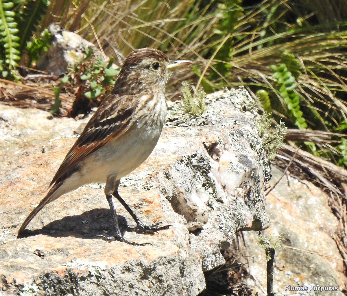 alejandromorici's tweet photo. Hembra de Pico de Plata (Hymenops perspicillatus) en #ElFilo . Siempre alejada del macho y sobre rocas. #Merlo #PlumasPurpuras https://t.co/hBCP15sSU1