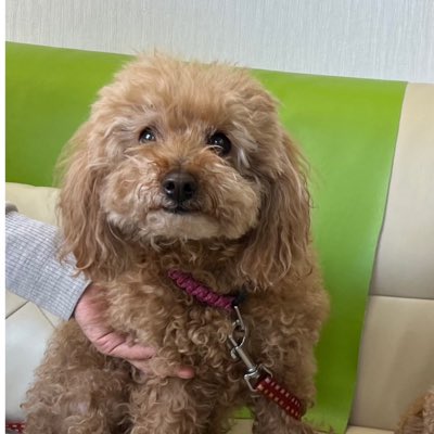 inuperrococo's tweet photo. #新しいプロフィール画像 https://t.co/cX16TpDQ0K