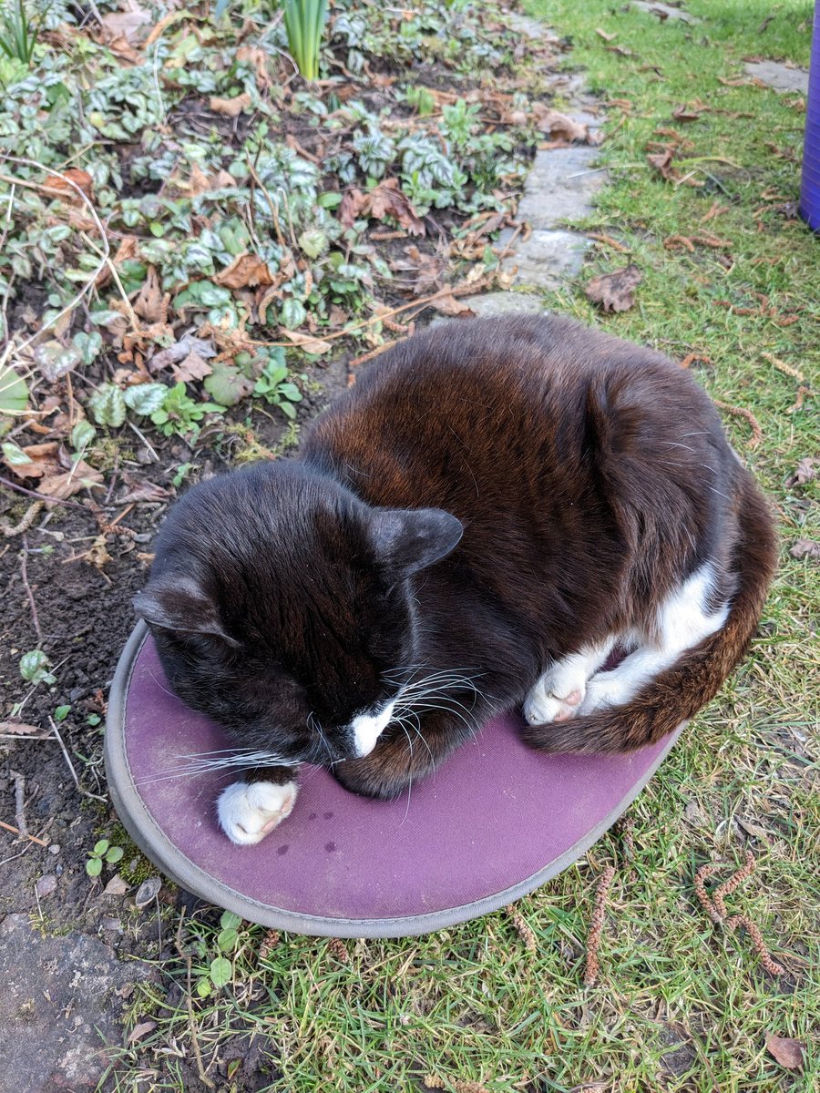mudcakesandwine's tweet photo. Think I need another kneeler 🤣 he always steals mine when working ❤️ https://t.co/70WW25X6aj