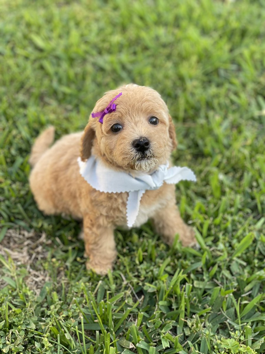 deancross1's tweet photo. I want to introduce you to our newest family member. Meet Tali (Hebrew for ”my lamb”). We have been given a gift from God, in Tali, that we will treasure every day.
Trivia note-Tali was also the name of Ziva’s sister in NCIS (which was the name of our yorkie we had). 😉 #grateful https://t.co/IKIhqu6Ha8