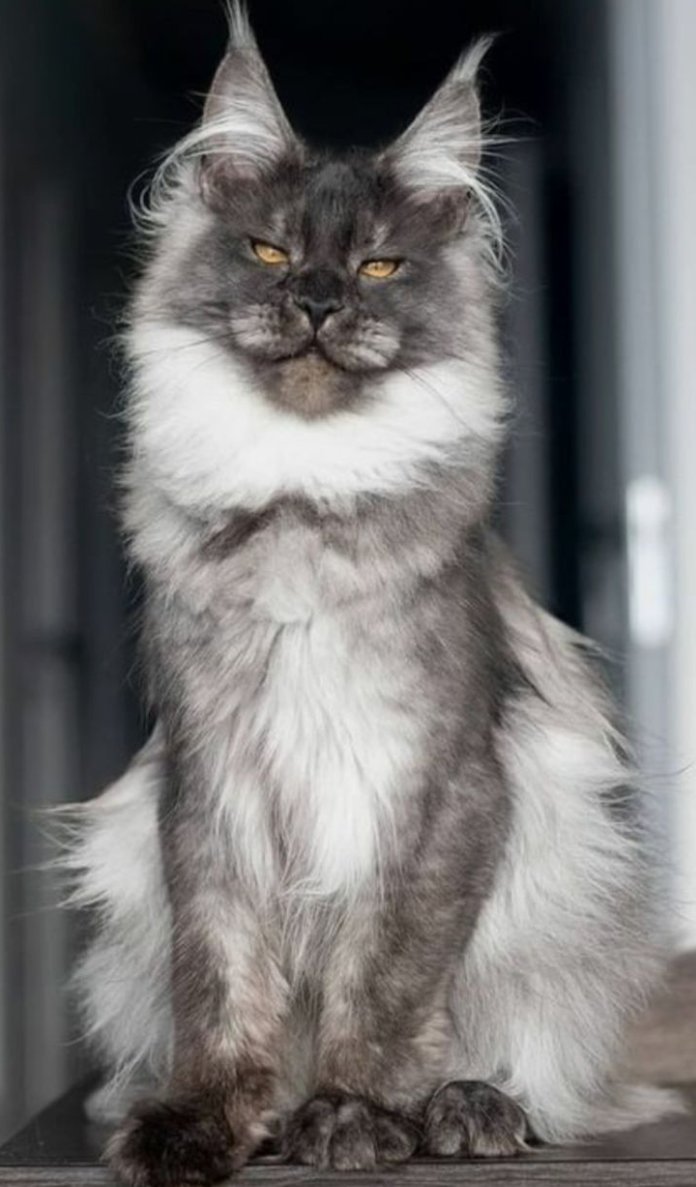 Shifokorlar bemorlarni pornoga olib ketishadi