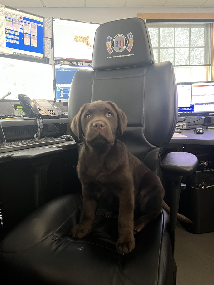 MaynardPolice's tweet photo. Please take your time on the roads today, and be sure you clear your vehicles of snow. Otis is on standby for service calls today! #Maynard #OtisTheComfortDog #MaynardPoliceDepartment https://t.co/GLkZVbEWbp
