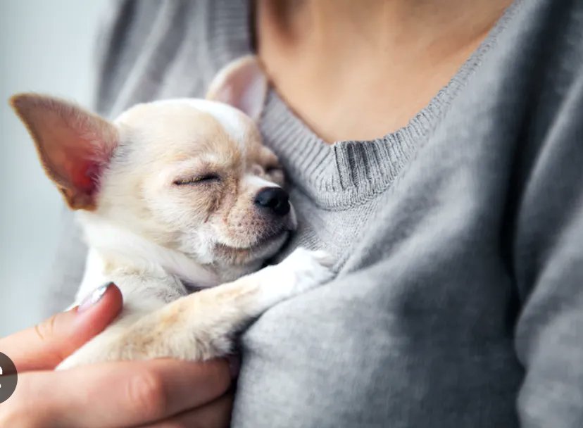 Animal-assisted therapy can be a beneficial treatment option for those struggling with mental health issues.#QuantumMindprint #mentalhealth #love #selfcare #anxiety #selflove #depression #health #motivation #wellness #inspiration @SHRMGA @DrCarlaJCooke @taylorz_smith @Rob_Briner