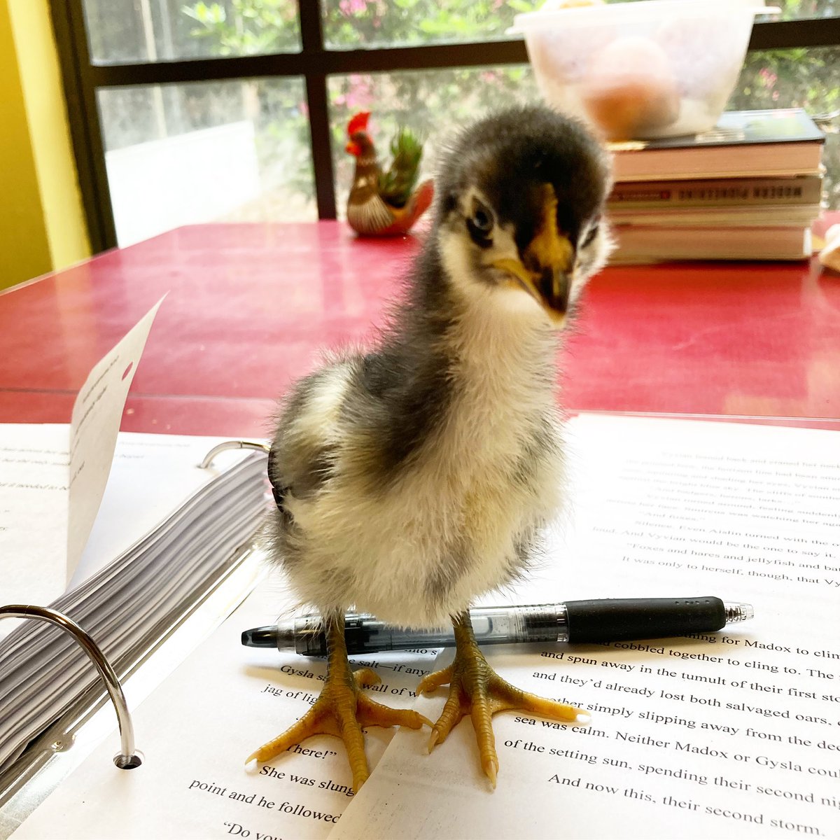 StephPostAuthor's tweet photo. Bianca is taking her new editor role very seriously… #4thdraft https://t.co/aAHMPFSfSs