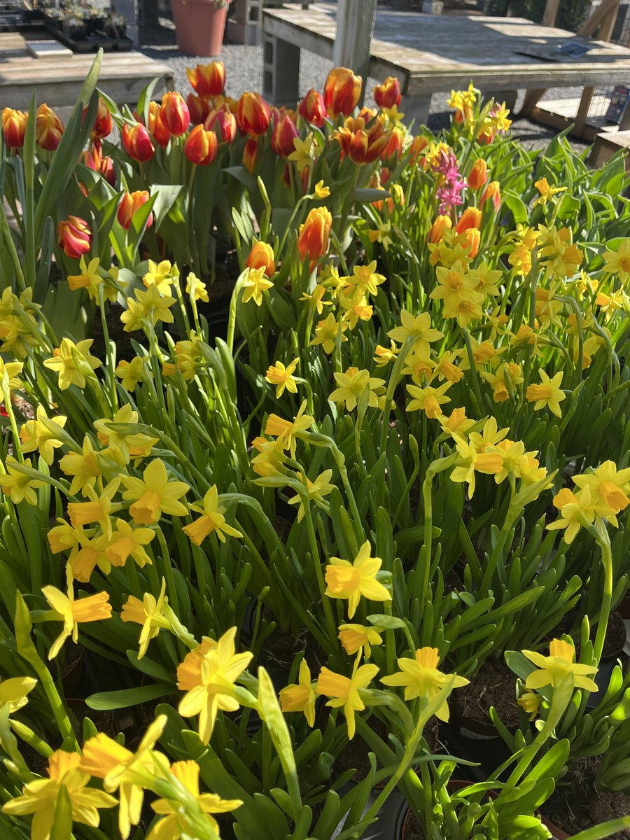 GreenstreetNOVA's tweet photo. #Spring color is starting to arrive as the temps start to creep up and get a little bit warmer #flowers #gardening #alexandriava https://t.co/qjs3z7yFCp