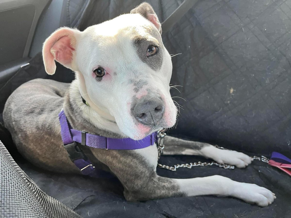 CityDogsCLE's tweet photo. #TOT Royal is a stunning firecracker that deserves the royal treatment! She is only a year old and bubbling over with playful enthusiasm. She lives for tennis balls and loves goofing around with dogs in playgroup. https://t.co/ZCBy09h6RO #adodptme https://t.co/doV8JqhQff