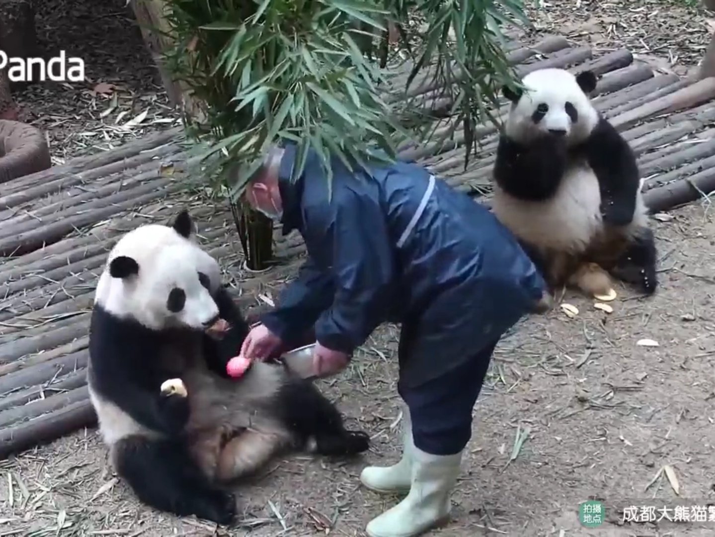最高級ぬいぐるみ 希少 四川成都パンダ基地 和花ちゃん 5ヶ月 www