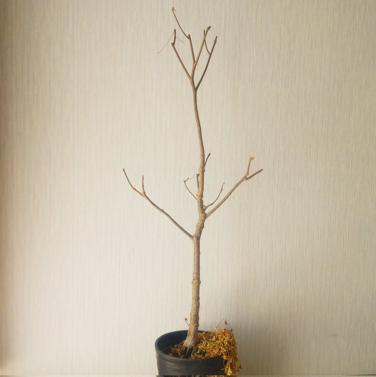 nice_ikemegane's tweet photo. バオバブ【2年8ヶ月】
未測定 

#園芸
#観葉植物
#バオバブ
#成長記録🌱 https://t.co/1Rk5ciV1BO