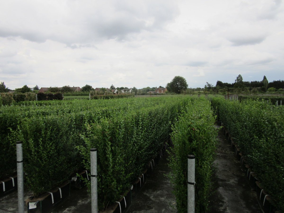 Readyhedge's tweet image. 🌿 Looking for an easy-to-grow hedge that provides reliable screening? Try Ligustrum ovalifolium! With glossy leaves &amp;amp; small white flowers, it's perfect for adding year-round colour to your outdoor space. Order now!
readyhedgeltd.com/product/ligust…
#GreenPrivetHedge #ReadybagHedging 🏡🌳