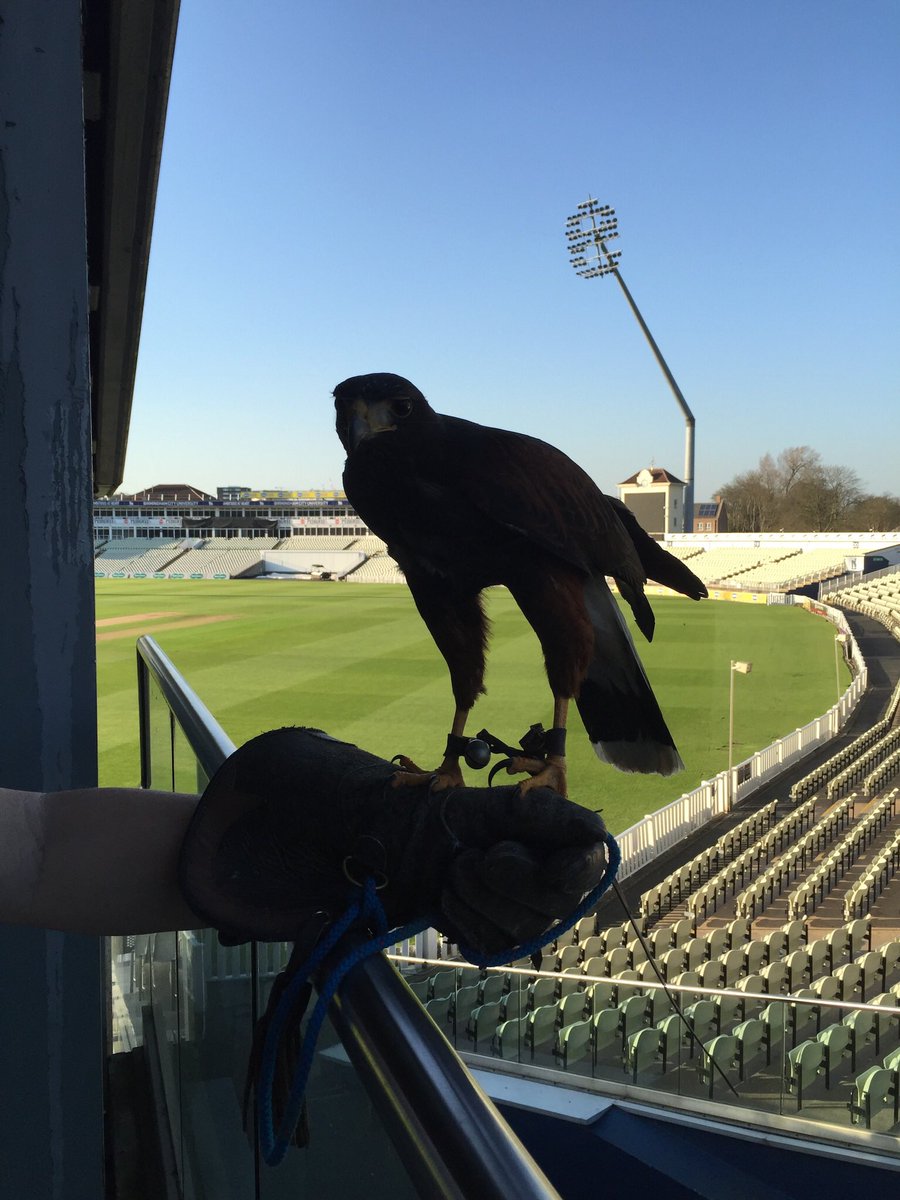 Having problems with pigeons, seagulls, Canada geese, rabbits, squirrels, moles, rats or mice in the Midlands area, then look no further please contact Steve at S &amp; D Pest Control Solutions for a site visit and quotation on; 07891792564.