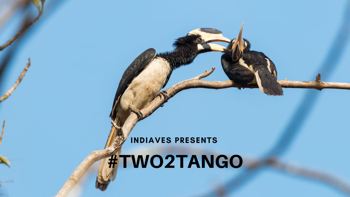 IndiAves's tweet image. One can create magic, but it definitely takes two to tango!

Lets tango, once again and leave the magic behind

Share images of two bird in one frame who could be just friends, mates or even foes #Two2Tango 

Theme for Wednesday &amp;amp; Thursday #IndiAves