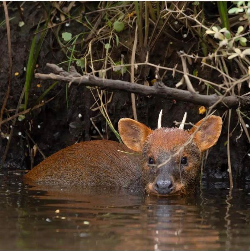 DefendamsChiloe's tweet photo. De territorio y maritorio , como “wen” chilote 😃👊
📷 @vladi_f4 en #Chepu #Ancud #Chiloé .
👉🏻@GobiernodeChile ayúdenos a la conservación de nuestra fauna silvestre .
@Giovimoreira @DPPChiloe @Maisa_Rojas @ChiloeOng @cacpuqueldon @MmaLagos @JaimeSaezQuiroz https://t.co/d72TEfHn3P