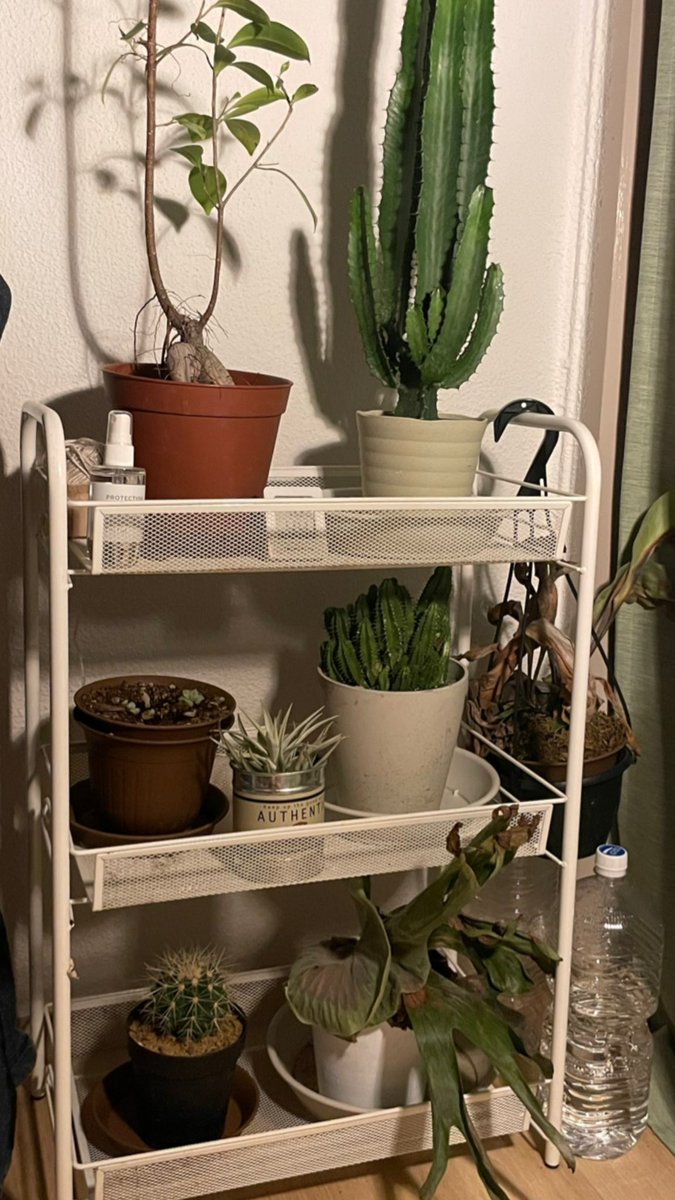 23fxxk's tweet photo. 新しい子達をお出迎え🌵⭐︎ https://t.co/s8HGc6PiBc
