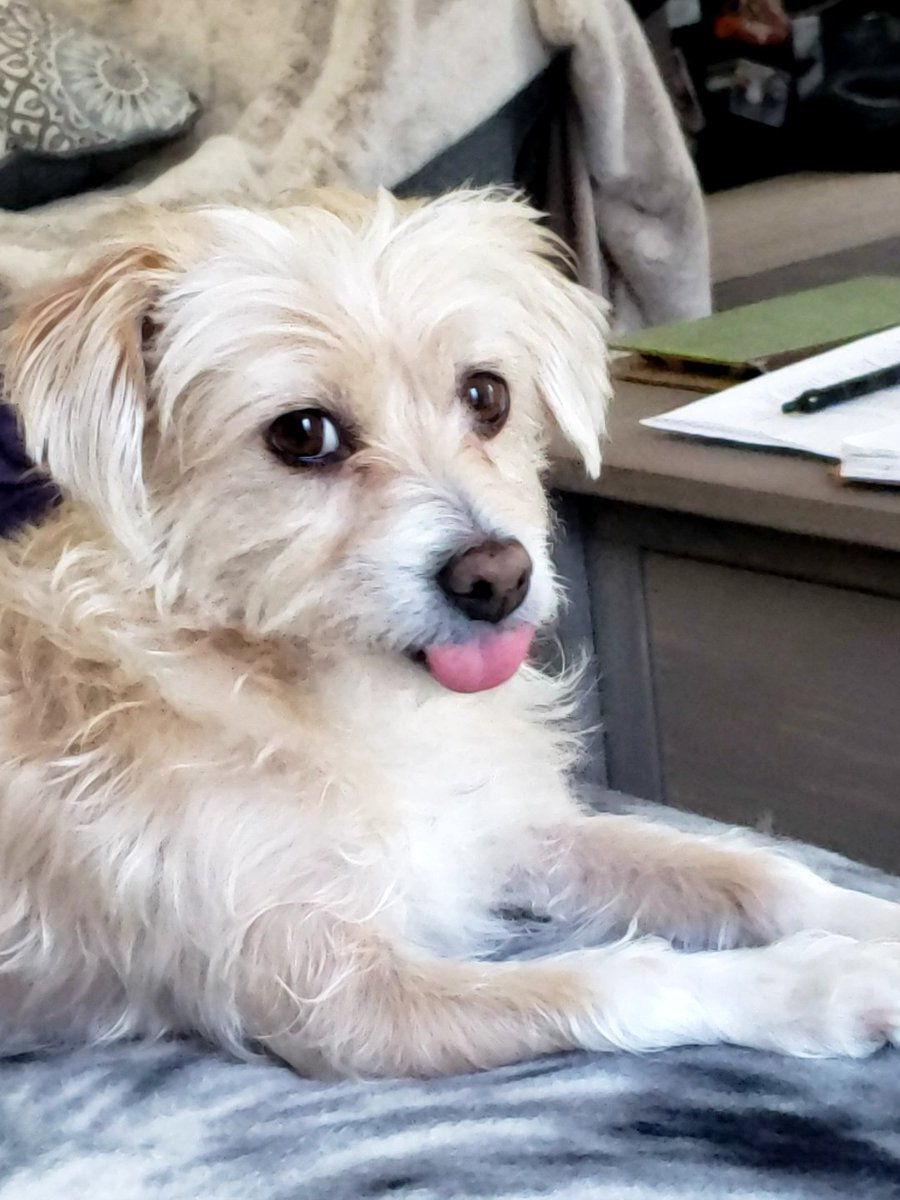 scoobys_human's tweet photo. Karma would like to submit her entry for #TongueOutTuesday
#dogsoftwitter https://t.co/XlpKVUMgce
