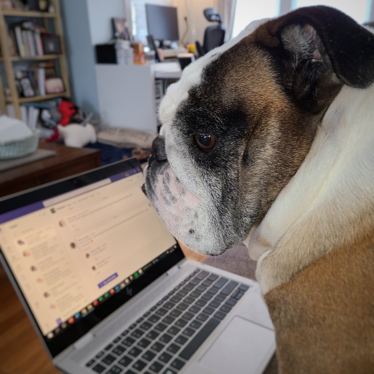 Getting ready for a day of remote learning. Stay safe and warm out there, Bulldogs!