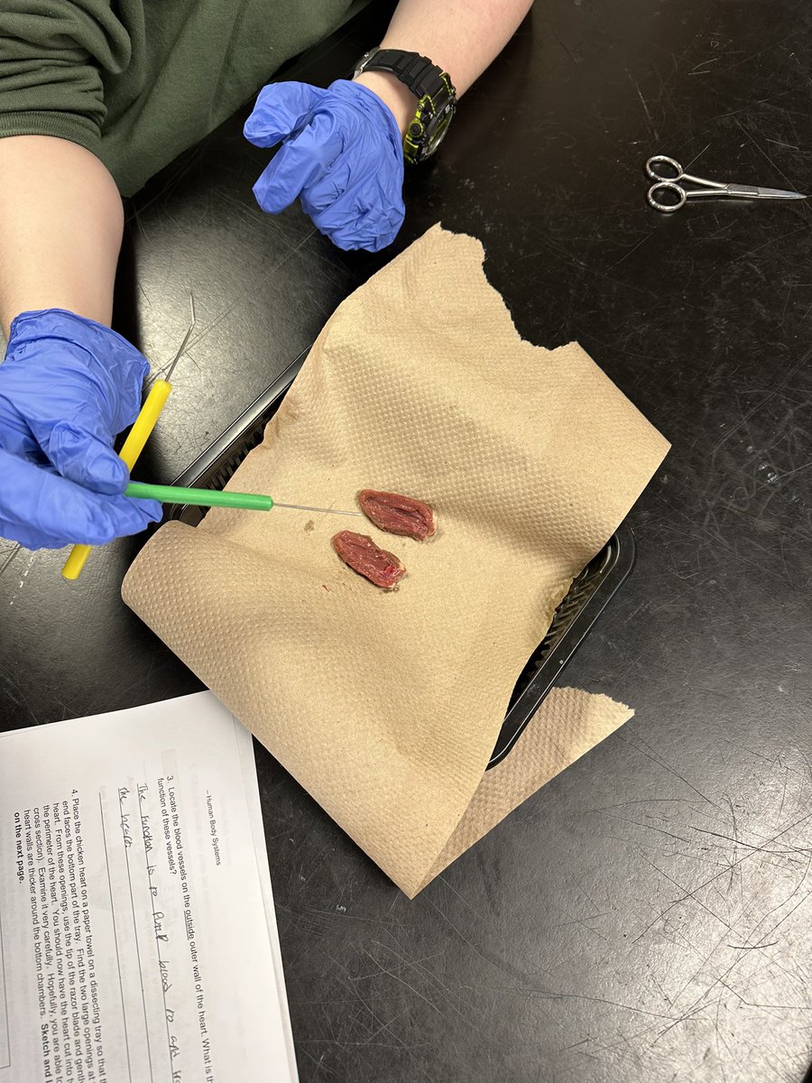 bcolescience's tweet photo. @EastGarnerMMS we looked at the pump of the circulatory system. We didn’t chicken out. Gross and fun 🤩 it’s hands on! https://t.co/oDcLUTq2xH