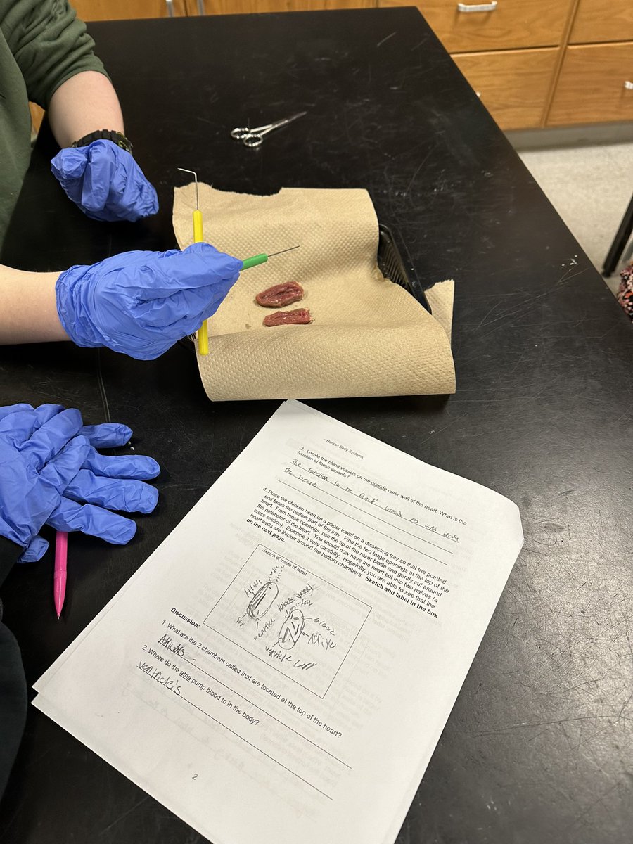 bcolescience's tweet photo. @EastGarnerMMS we looked at the pump of the circulatory system. We didn’t chicken out. Gross and fun 🤩 it’s hands on! https://t.co/oDcLUTq2xH