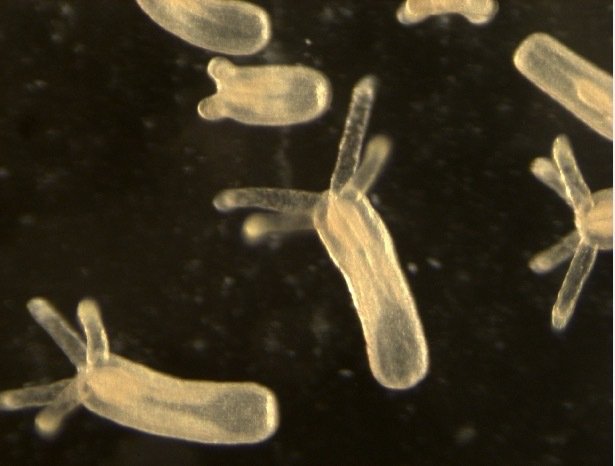 Katie Barott (@katiebarott) on Twitter photo Congrats to PhD student <a href="/ben_glass_/">Benjamin H. Glass</a> on his first 1st author paper! We used the starlet sea anemone to test if parental exposure to ocean acidification alters reproduction &/or offspring performance #OA <a href="/imkristenbrown/">Dr. Kristen Brown</a> <a href="/SpeerKelsey/">Kelsey Speer</a> <a href="/BiologyOpen/">Biology Open</a> <a href="/PennBiology/">Penn Biology</a> doi.org/10.1242/bio.05… Congrats to PhD student <a href="/ben_glass_/">Benjamin H. Glass</a> on his first 1st author paper! We used the starlet sea anemone to test if parental exposure to ocean acidification alters reproduction &/or offspring performance #OA <a href="/imkristenbrown/">Dr. Kristen Brown</a> <a href="/SpeerKelsey/">Kelsey Speer</a> <a href="/BiologyOpen/">Biology Open</a> <a href="/PennBiology/">Penn Biology</a> doi.org/10.1242/bio.05…