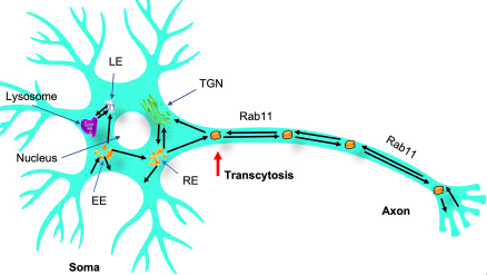 science_charles's tweet photo. Rab11? Guilty!
New review focuses on function of #Rab11 and related #molecules in #intracellular pathways that may be involved in #neurodegenerative processes, mainly due to its reduced expression and #vesicle trafficking. Read more in @ASNNEURO

🔗
https://t.co/4anAveU23P

(TŽ) https://t.co/tKtr8JgvxQ