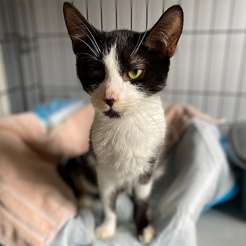 MeowAsFluff's tweet photo. Stunning Cat Survives FIP After Receiving Life-saving Treatment And Is Now Searching For Her Forever Home!
https://t.co/RnDdKJSjoS
@foranimalsinc
#fipwarrior #FIP #FIPSurvivor #fipcat #fipcats #adoptme #adoptdontshop #nyccats #catsofnyc #catlovers #blackandwhitecats #cats https://t.co/0jTChyiKva