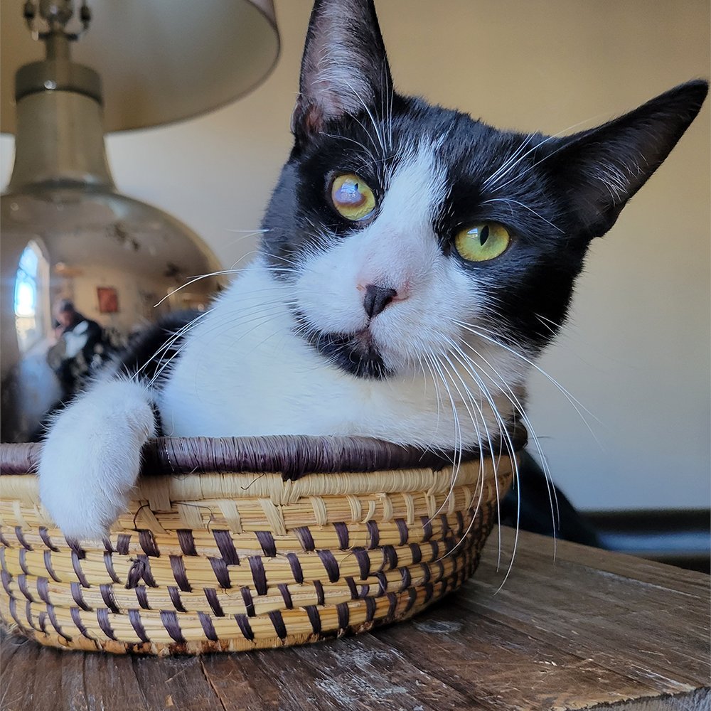 ❤️🐱MeowAsFluff🐱❤️ (@meowasfluff) on Twitter photo Stunning Cat Survives FIP After Receiving Life-saving Treatment And Is Now Searching For Her Forever Home!
meow.af/poppycat
<a href="/foranimalsinc/">For Animals</a>
#fipwarrior #FIP #FIPSurvivor #fipcat #fipcats #adoptme #adoptdontshop #nyccats #catsofnyc #catlovers #blackandwhitecats #cats Stunning Cat Survives FIP After Receiving Life-saving Treatment And Is Now Searching For Her Forever Home!
meow.af/poppycat
<a href="/foranimalsinc/">For Animals</a>
#fipwarrior #FIP #FIPSurvivor #fipcat #fipcats #adoptme #adoptdontshop #nyccats #catsofnyc #catlovers #blackandwhitecats #cats