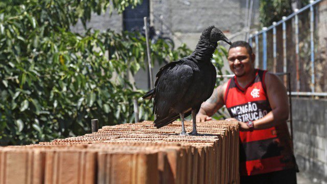 futebol_info's tweet photo. Flamenguista adota urubu no RJ e coloca nome de Vidal em homenagem ao volante:

“Estava jogando bola com meu pai e o vi. Ele era branco e tinha penugem preta na cabeça. Falei: ‘É o Vidal’. Ele é livre, mas se for embora vou sentir muita falta.”

🗞 @JornalOGlobo
📸 Divulgação https://t.co/z7lhSelKwT