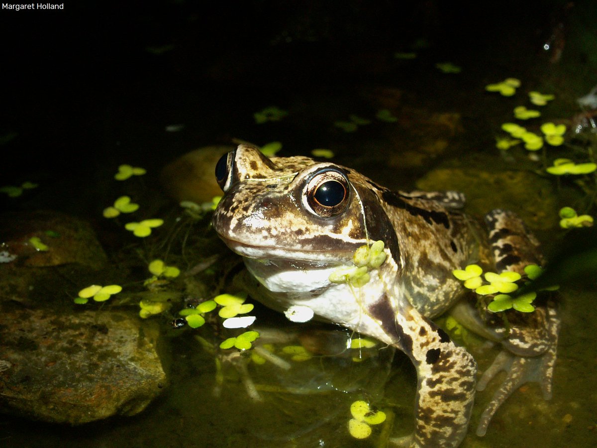 WildlifeTrusts's tweet photo. Did you know that a female frog may lay up to 4,000 eggs in one spring and after hatching, tadpoles take about 14 weeks to metamorphose into froglets? 🐸
https://t.co/Mpu0FAVJQ9 https://t.co/F1RufsS0hT