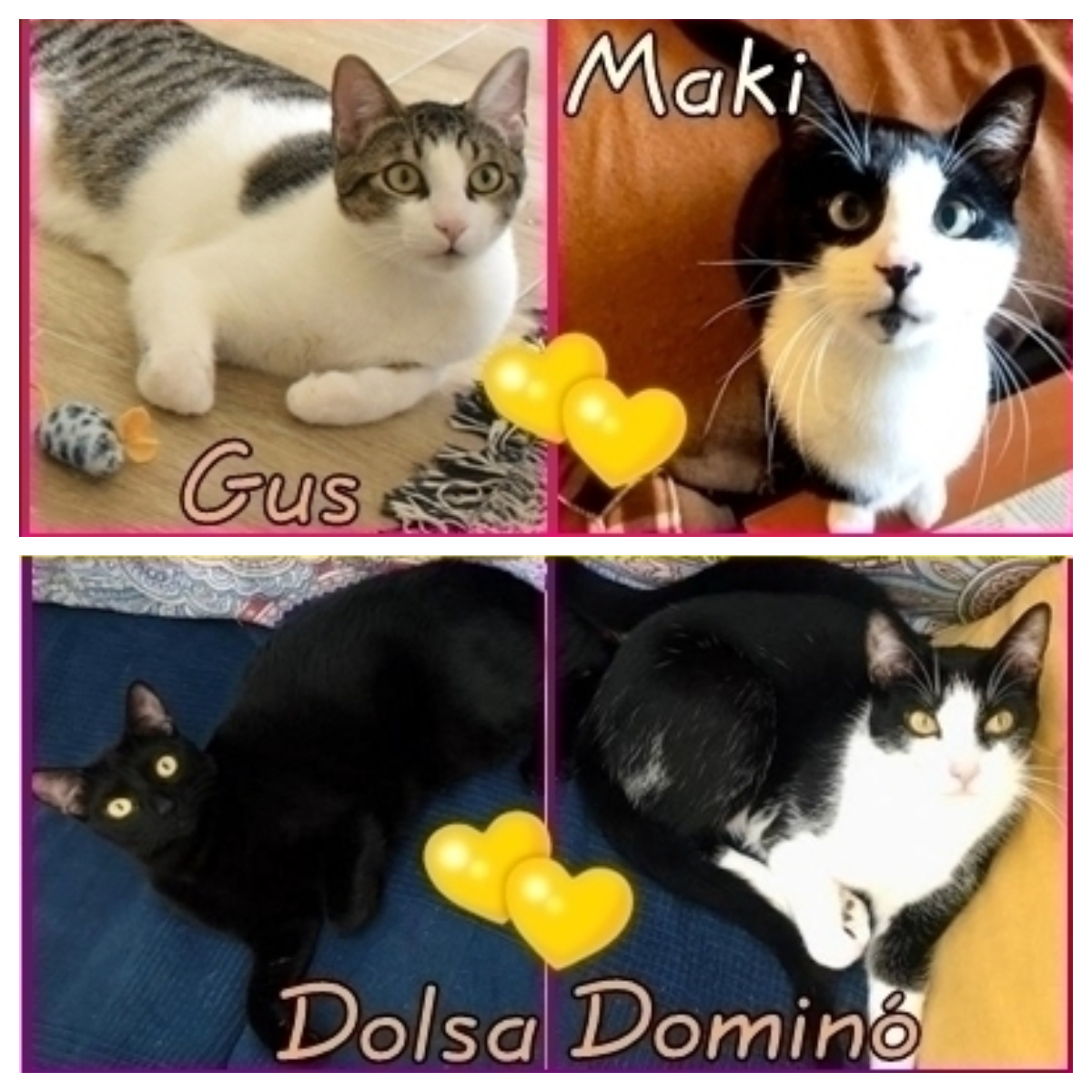 PAREJAS DE GATETES EN ADOPCIÓN CONJUNTA  😺❤😺

Porque tendrás el doble de amor, juegos, risas, compañía y mimos.

#GUS 💛 #MAKI   
#DOLSA 💛 #DOMINO  

adopcionesfelinasvalencia.es/gatos-en-adopc…