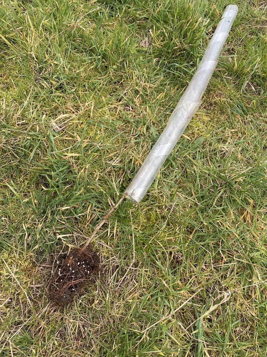 Alex Peace tweet media