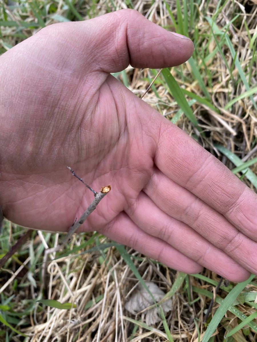 Alex Peace tweet media