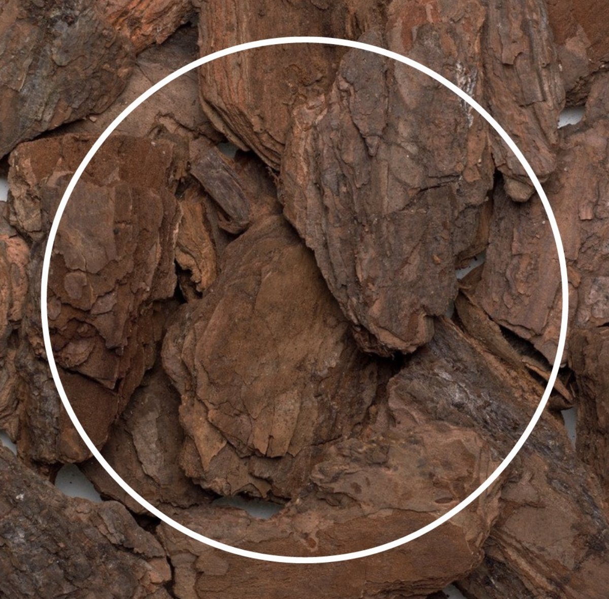_Rootlium_'s tweet image. Can you guess which ROOT product contains pine bark extract?
*Hint- it's the product that assists with cognitive function + mental acuity.
 #TheRootBrand #gettotheroot #organic #vegan #glutenfree #health #allnatural #nature #vitamins #healthylifestyle #intentional #purpose #goals
