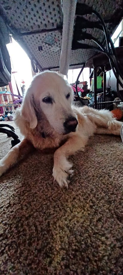 🥳🎂🎉🎈 HAPPY 14TH BIRTHDAY, TOOTSIE ROLL! 🎈🎉🎂🥳

So glad we've gotten another year with our girl. She's determined to be as normal as the DM will let her. Can't believe our dumb luck sometimes. 

We love you, puppers ❤️

Pix from the last couple days

#BonusDay712