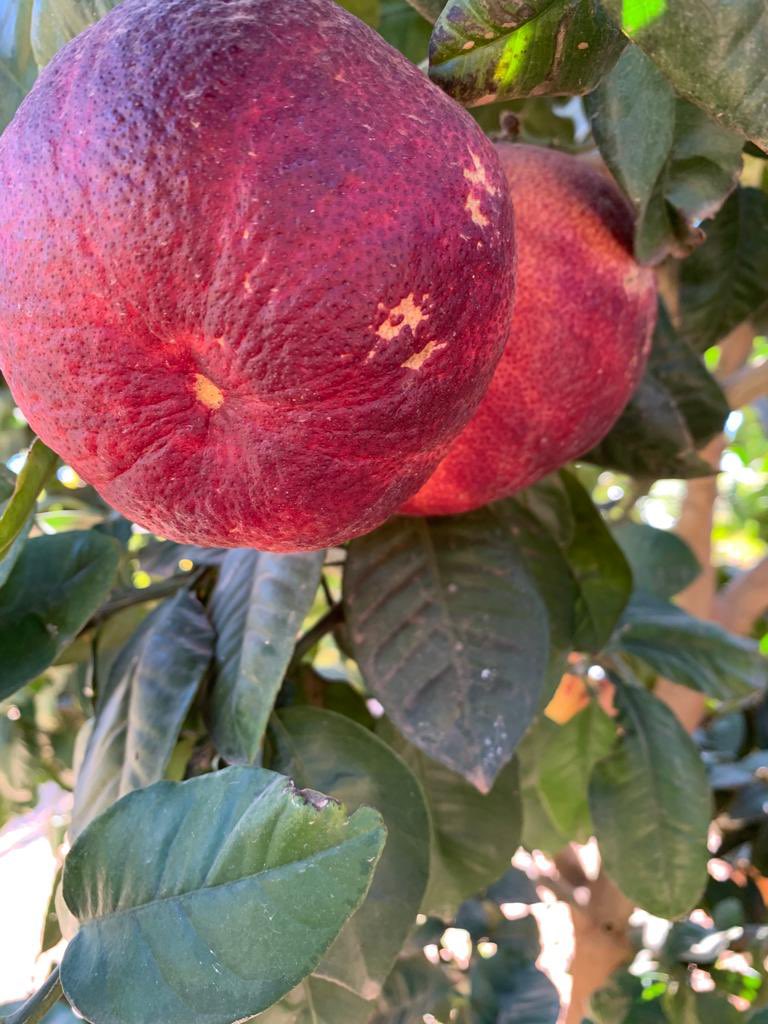 Así de rojos lucen nuestros pomelos CQP31 y CQP33 CIQUA LEVANTE S.L.