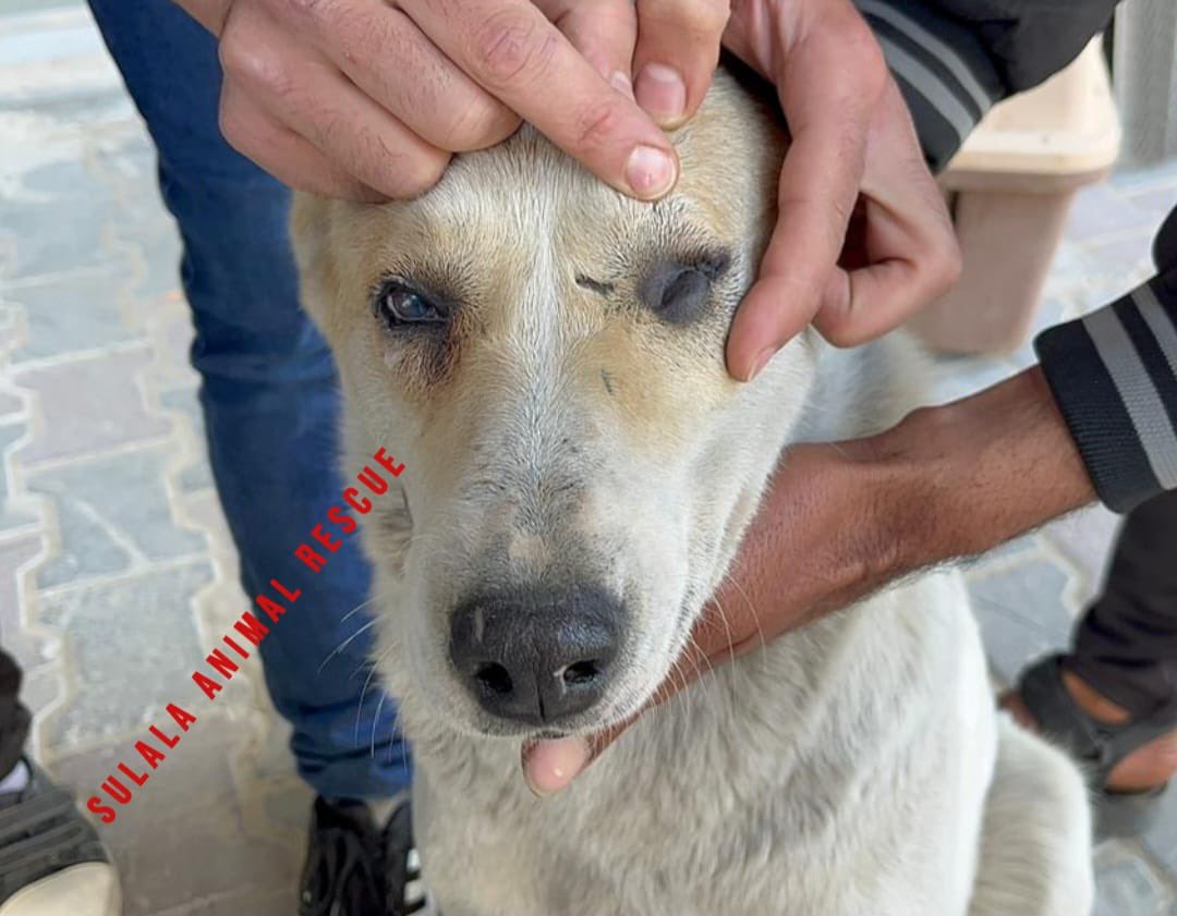 Carol Anne Grayson on Twitter "RT SulalaSociety New Rescue 🛟 case 🐕