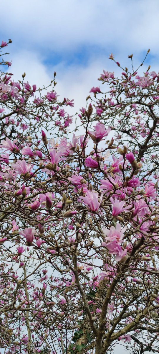 Magnolia forever 🌺