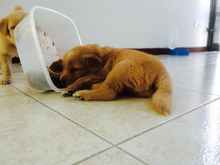 Hello, <a href="/KaylaPolen/">Kayla Polen</a>! This pup is very happy to meet you!