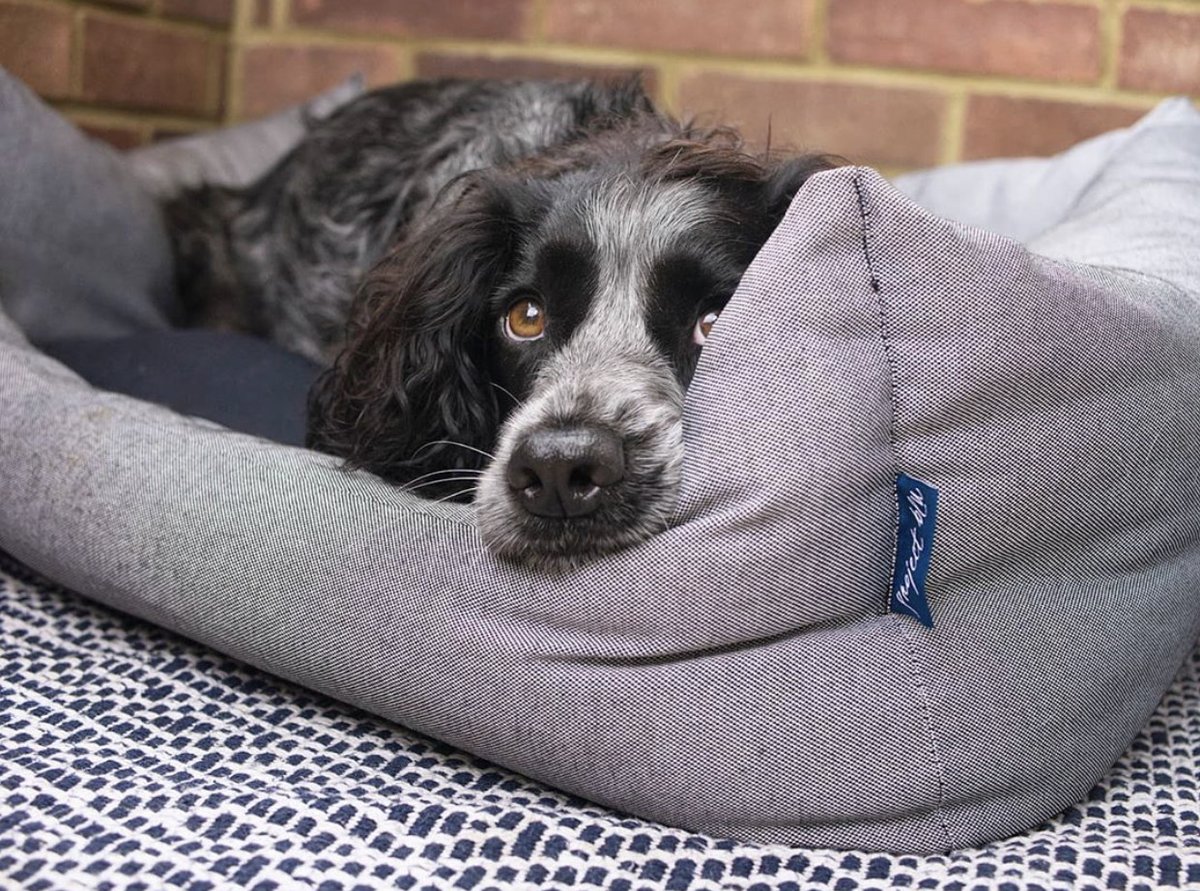 Project Blu tweet media