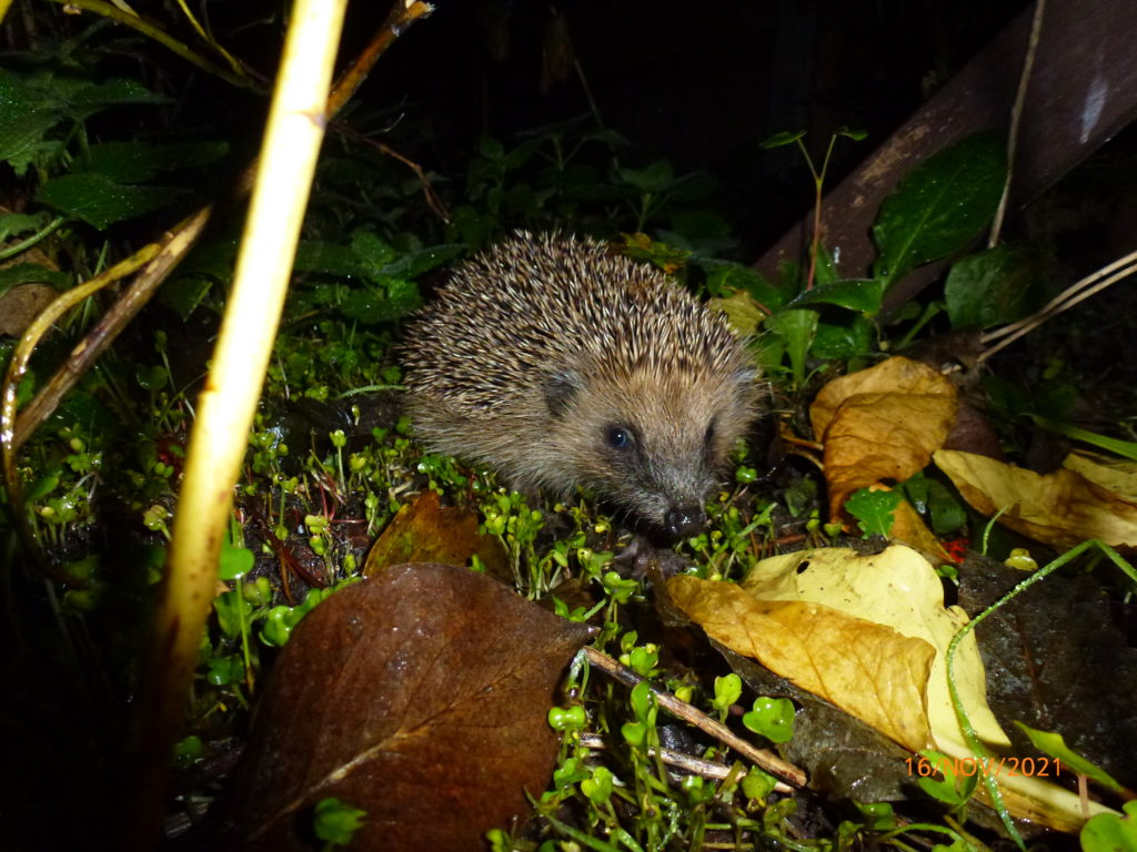 Hedgehog Champions check your inbox for February's enews! This month we've set you a hedgehog challenge! 🦔📨

Not already a #HedgehogChampion? Sign up to our enews today 👉 hedgehogstreet.org/register

#HedgehogStreet is run by us and <a href="/hedgehogsociety/">Hedgehog Society</a>

📸Phill Robinson