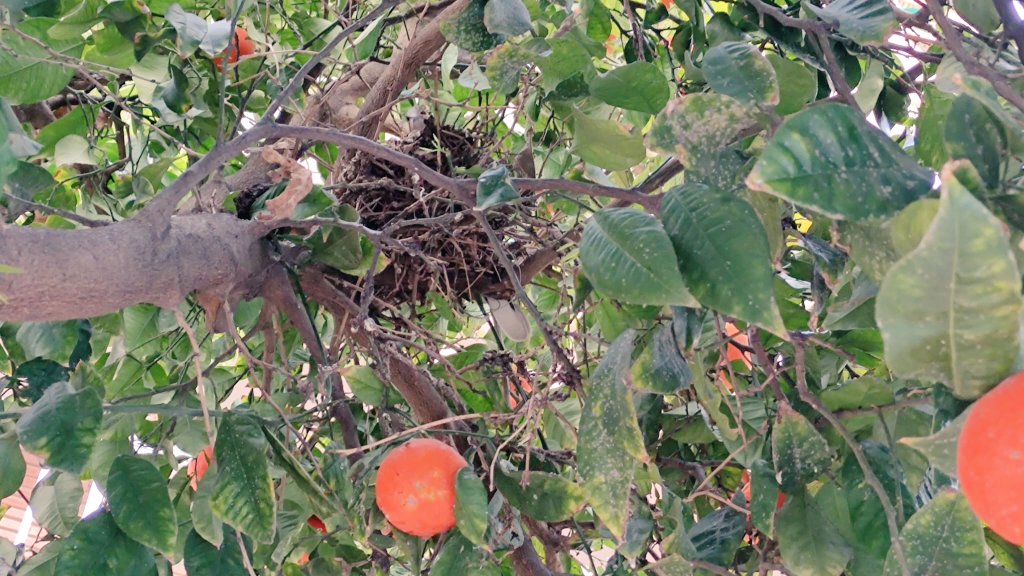 ispemar2's tweet photo. Me encantaría saber @sergicampillo_ cómo va a gestionar la retirada de las naranjas en los árboles el Ayuntamiento de Valencia @AjuntamentVLC, ya que hay muchos con nidos de aves ya que ha empezado la época de cría. https://t.co/ThdRXZKJvf
