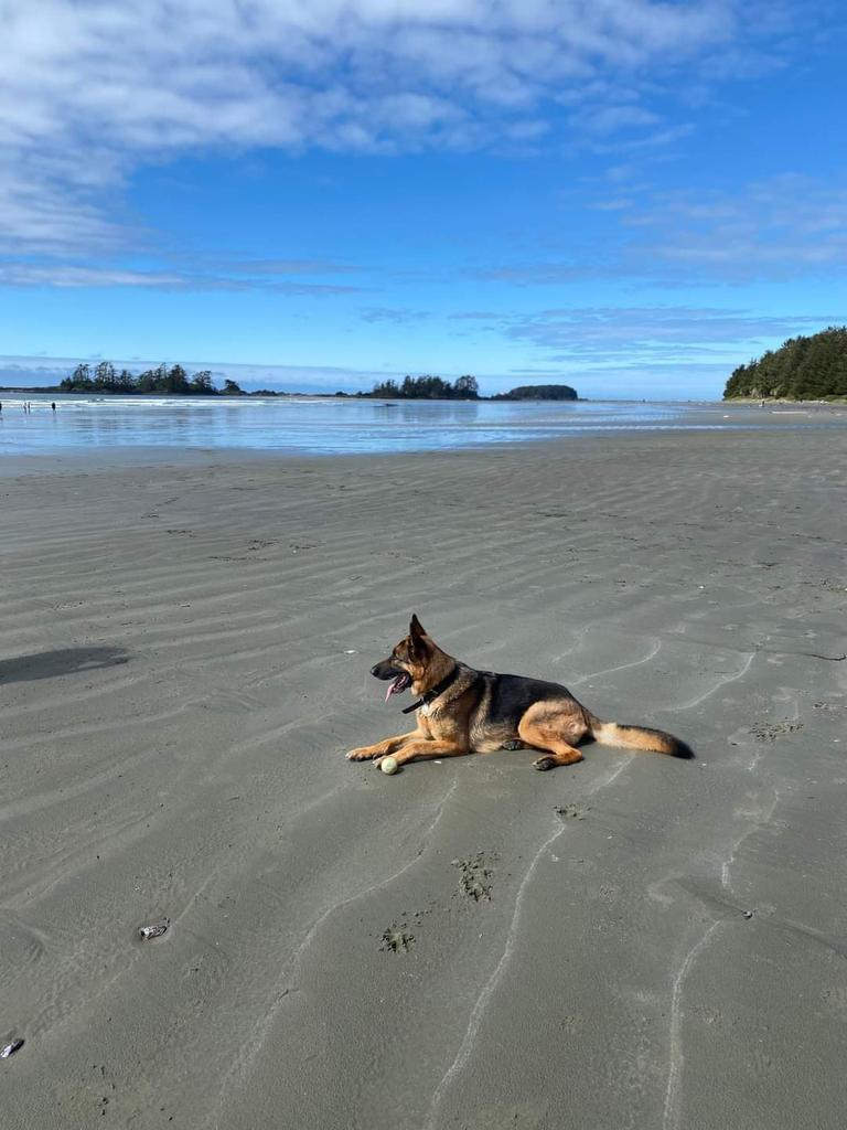 Doggo Info Tweets tweet media