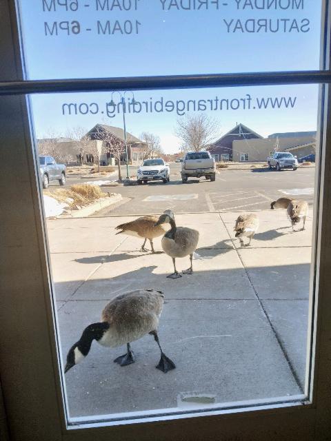 frontrangebird's tweet image. TODAY!!!  Last day to $ave! - mailchi.mp/frontrangebird…