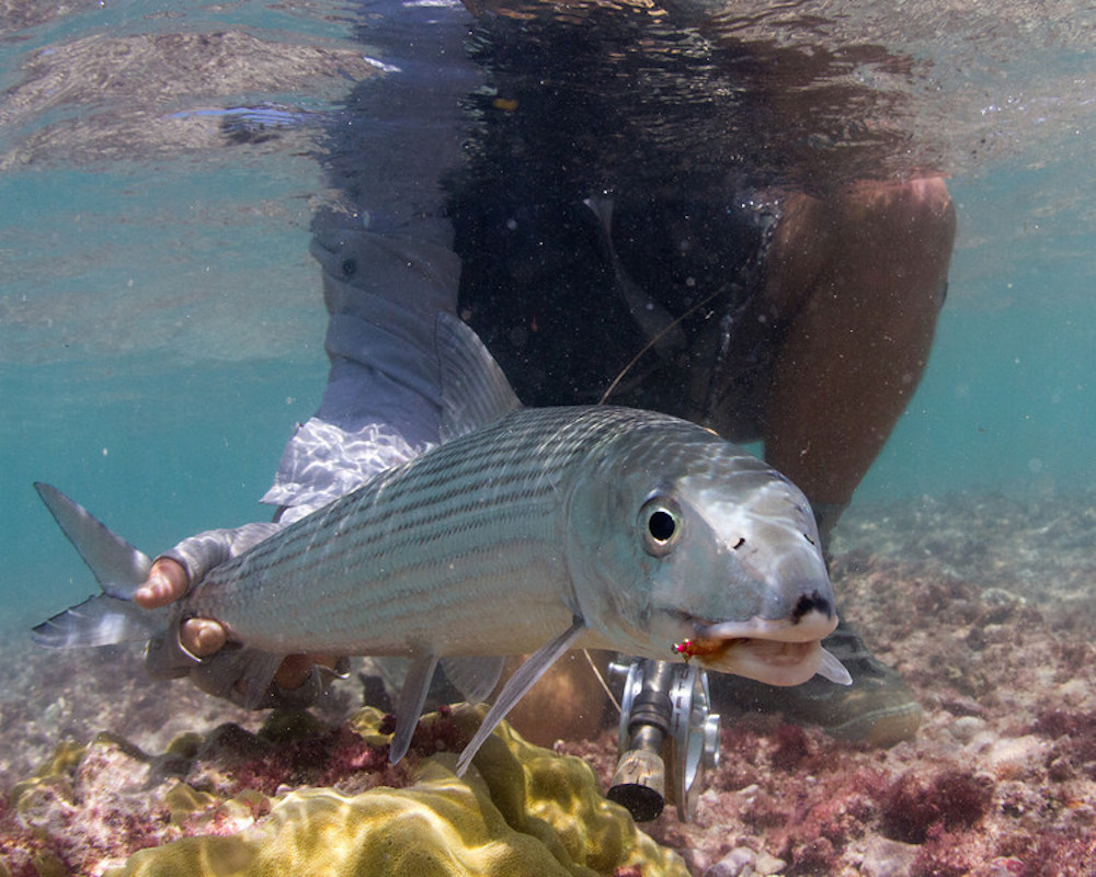 Bonefish Part VI: Equipage, rod, and reel, and you, head to toe - flylifemagazine.com/bonefish-part-…